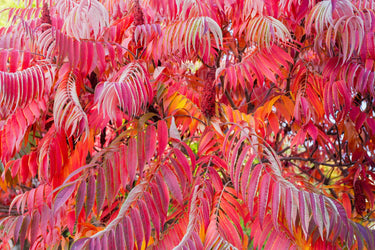 50 STAGHORN SUMAC TREE Rhus Typhina Yellow Flowers Red Berries Seeds